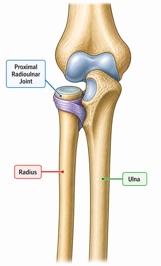 Tennis Elbow Treatment with Osteopathy 2 radioulnar joint and the radius and the ulna bones